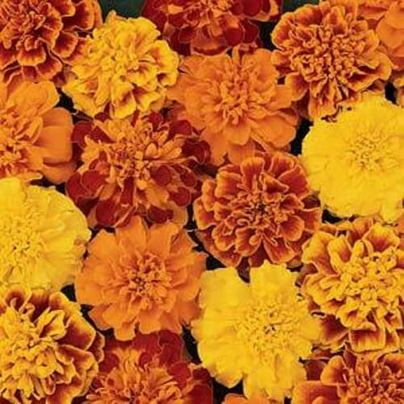 Outsidepride Tagetes Patula Bonanza French Marigold Flower Seed Mix - 200 Seeds