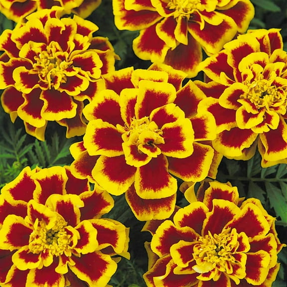 Outsidepride Tagetes Patula Durango Bee French Marigold Flower Seed - 500 Seeds