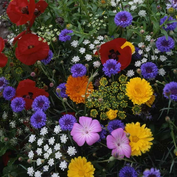 Outsidepride Tall Annual Cut Flower Seed - 10000 Seeds