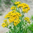 thumbnail image 1 of Outsidepride Tansy Herb - 10000 Seeds, 1 of 3