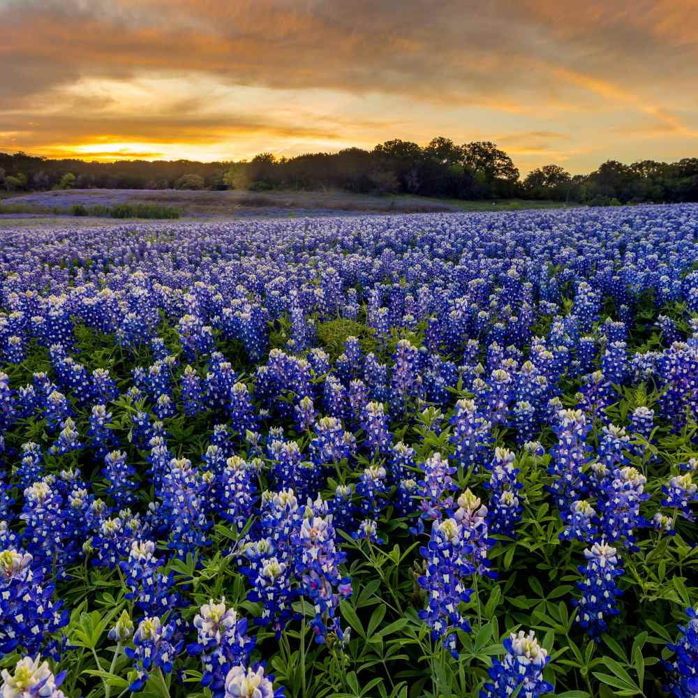 Outsidepride Texas Bluebonnet Wildflowers Seed - 1 lb