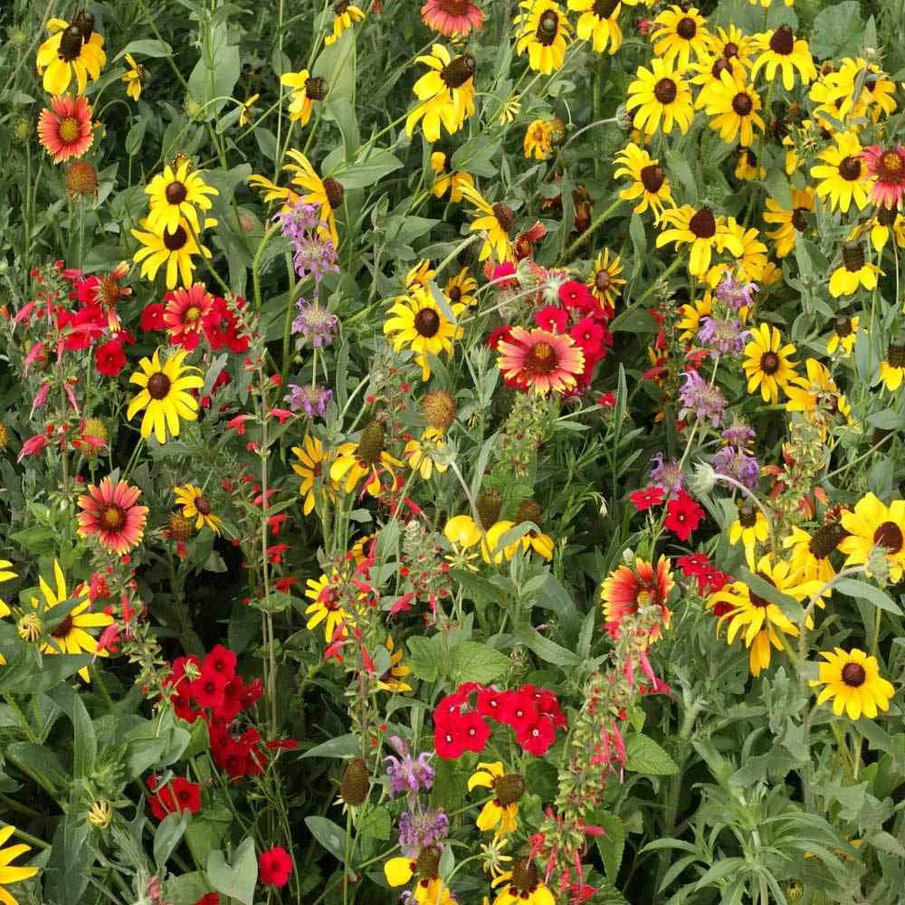 Outsidepride Texas/Oklahoma Wildflower Seed Mix - 5 LB