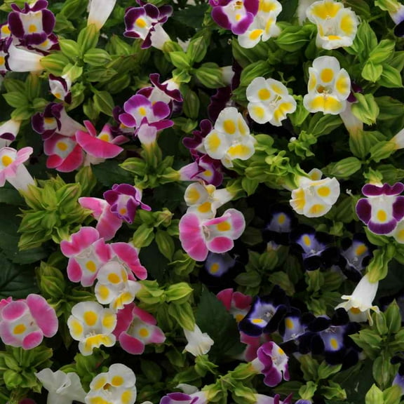 Outsidepride Torenia Fournieri - 200 Seeds