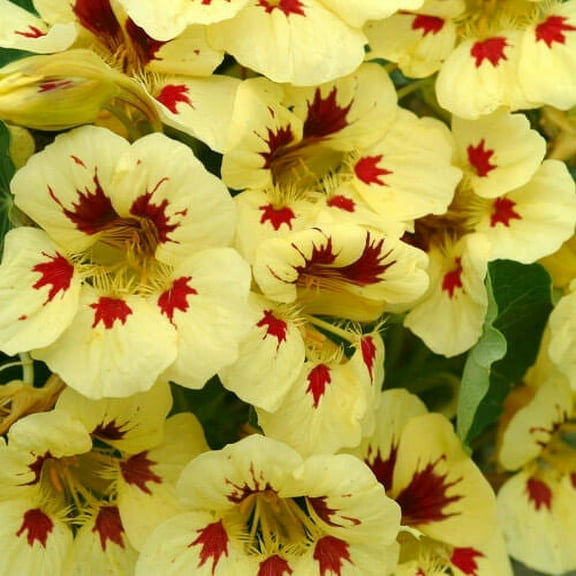 Outsidepride Tropaeolum Nasturtium Ladybird Vine & Plant Flower Seeds - 400 Seeds