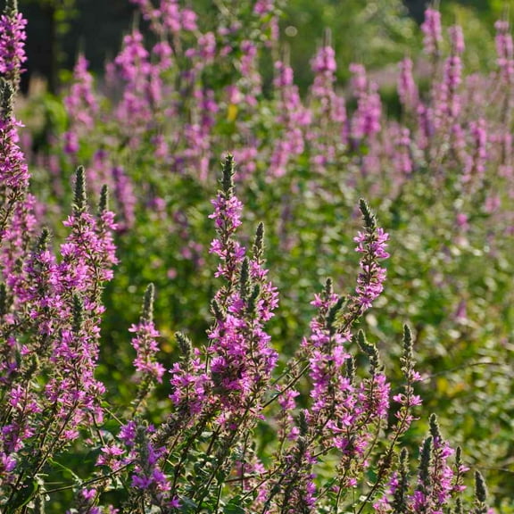 Outsidepride Verbena Hoary Vervain - 10000 Seeds