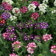thumbnail image 1 of Outsidepride Verbena Mammoth Mix - 2000 Seeds, 1 of 1