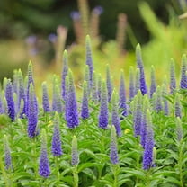 Outsidepride Veronica - 2000 Seeds