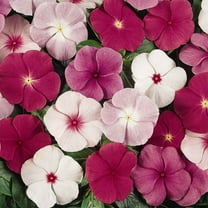 Outsidepride Vinca Titan Flower Seed Mix - 100 Seeds