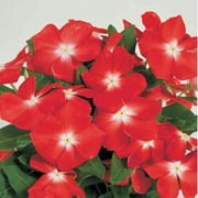 Outsidepride Vinca Victory Apricot Flower Seeds - 200 Seeds