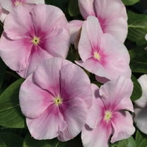 Outsidepride Vinca Vitalia Icy Pink Flower Seeds - 200 Seeds