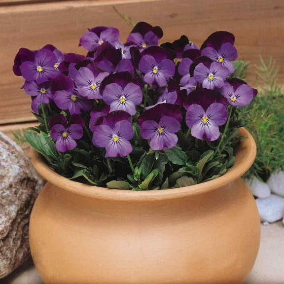 Outsidepride Viola Admiration - 2000 Seeds