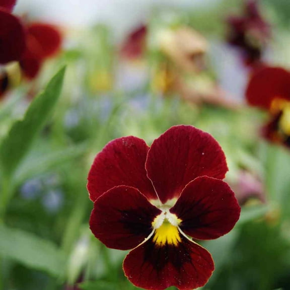 Outsidepride Viola Arkwright Ruby - 2000 Seeds
