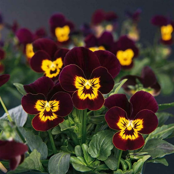 Outsidepride Viola Bambini - 2000 Seeds