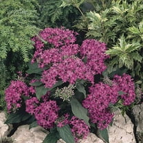 Outsidepride Violet Pentas Seed - 50 seeds