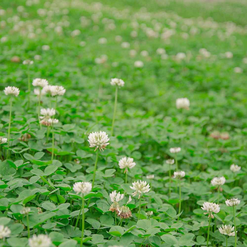 Outsidepride White Dutch Clover Seed NitroCoated, Inoculated 10 LBS