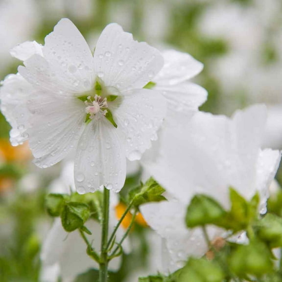 Outsidepride White Hollyhock - 4000 Seeds
