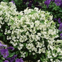 Outsidepride White Myosotis Alpestris Forget Me Not Flower Seed - 10000 Seeds