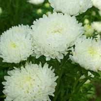 Outsidepride White Paeony Aster Seeds - 2000 Seeds