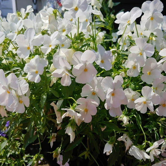 Outsidepride White Pansy Flower Seed - 2000 Seeds