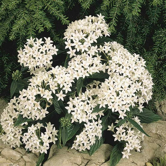 Outsidepride White Pentas Seed - 50 seeds