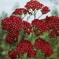 thumbnail image 1 of Outsidepride Yarrow Cerise Queen - 10000 Seeds, 1 of 1