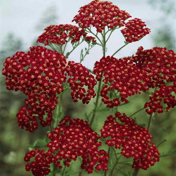 Outsidepride Yarrow Cerise Queen - 10000 Seeds