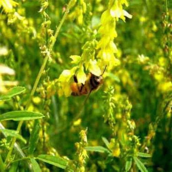 Outsidepride Yellow Sweet Clover Seed: Nitro-Coated, Inoculated - 10 LBS