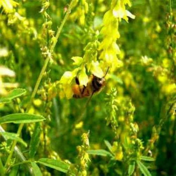 Outsidepride Yellow Sweet Clover Seed: Nitro-Coated, Inoculated - 10 LBS