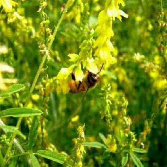 Outsidepride Yellow Sweet Clover Seed: Nitro-Coated, Inoculated - 5 LBS