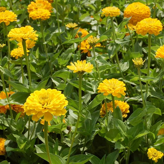 Outsidepride Zinnia Elegans Dahlia Canary Bird - 2000 Seeds