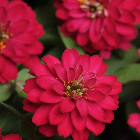 Outsidepride Zinnia Elegans Dahlia Cherry - 2000 Seeds