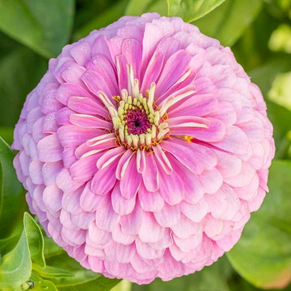 Outsidepride Zinnia Elegans Dahlia Luminosa - 2000 Seeds