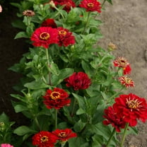 Outsidepride Zinnia Elegans Dahlia Meteor - 2000 Seeds