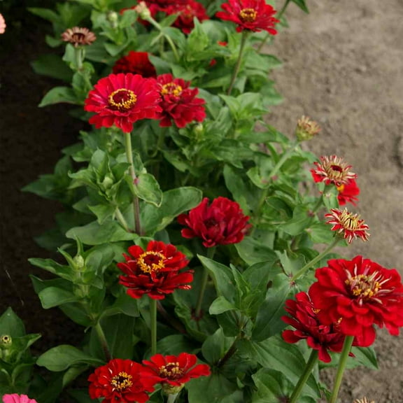 Outsidepride Zinnia Elegans Dahlia Meteor - 2000 Seeds