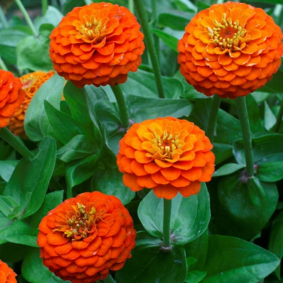Outsidepride Zinnia Elegans Lilliput Orange - 2000 Seeds