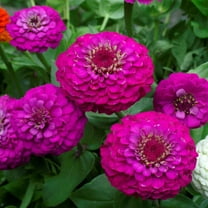 Outsidepride Zinnia Elegans Lilliput Purple - 2000 Seeds