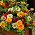 thumbnail image 1 of Outsidepride Zinnia Profusion Double Flower Seed Mix - 50 Seeds, 1 of 2
