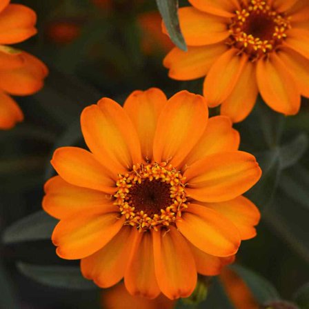 Outsidepride Zinnia Star Orange Flower Seeds - 500 Seeds