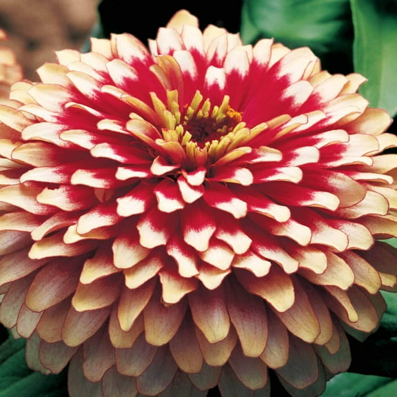 Outsidepride Zinnia Swizzle Cherry Ivory Flower Seeds - 30 Seeds