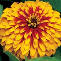 Outsidepride Zinnia Swizzle Scarlet Yellow Flower Seeds - 30 Seeds