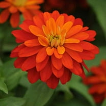 Outsidepride Zinnia Zahara Double Fire Flower Seeds - 100 Seeds