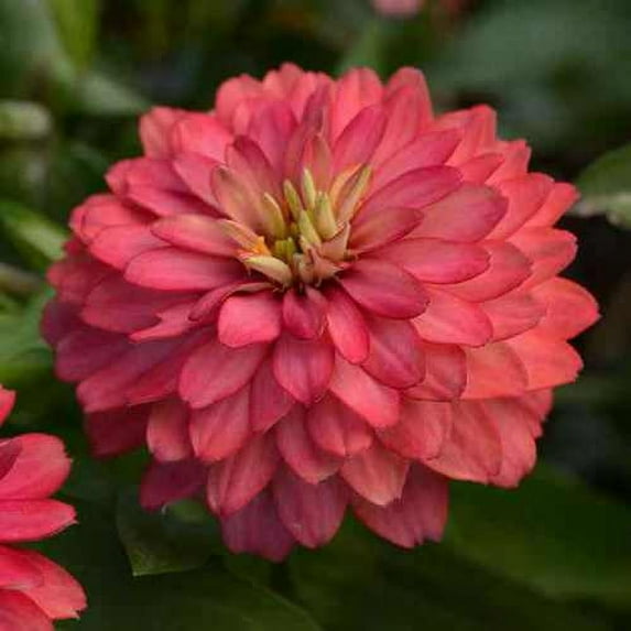 Outsidepride Zinnia Zahara Double Salmon Flower Seeds - 100 Seeds
