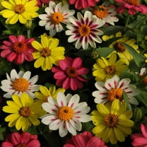 Outsidepride Zinnia Zahara Raspberry Lemonade Flower Seed Mix - 100 Seeds