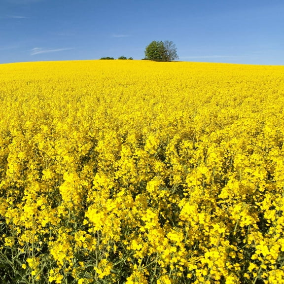 Outsidepride forage Rape Plant Seeds, Frost Resistant, High Protein