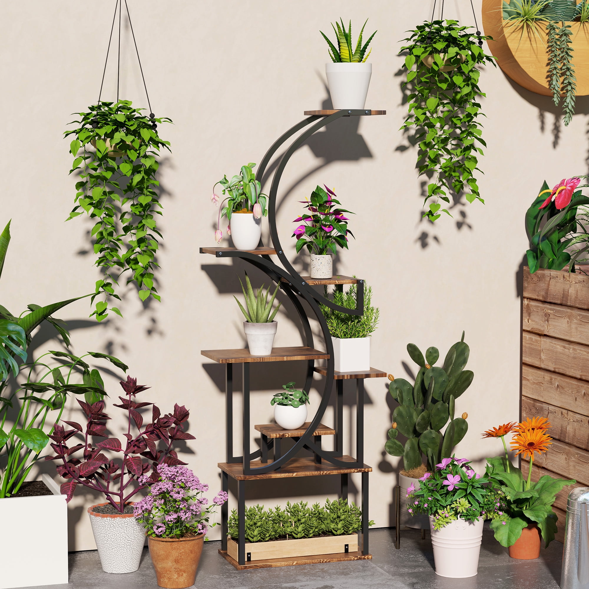 aloe plant succulent Climbing Aloe (Aloe Ciliaris) Easy Succulent Plant for Arrangements main image 1