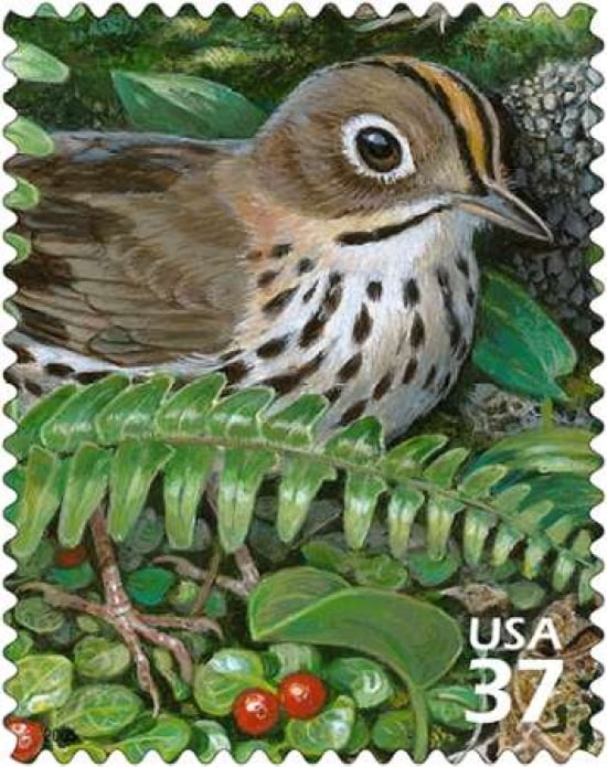 Ovenbird Canvas Art - US POSTAL SERVICE (24 x 30)