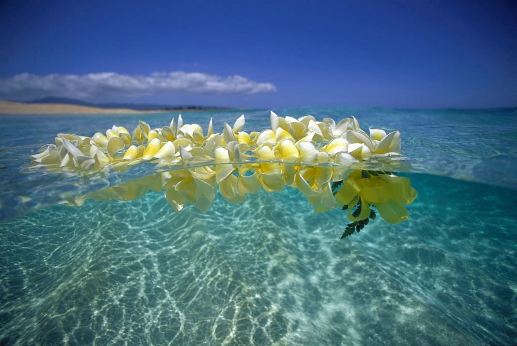 OverUnder Plumeria Lei Floating Ocean Surface Calm Turquoise Beach Distant Background Blue Sky With Clouds Canvas Art - Vince Cavataio Design Pics (38 x 24)