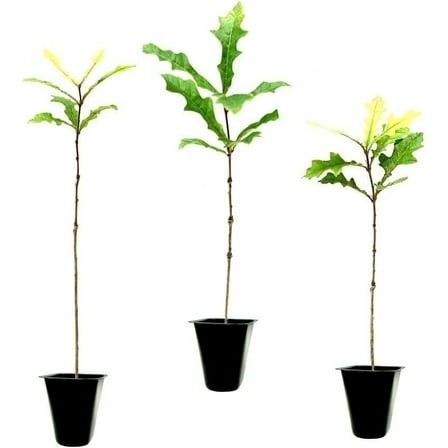 Overcup Oak Tree  3 Live Seedlings  Quercus Lyrata  Ideal for Landscaping & Shade  Long-Lasting & Resilient Plant