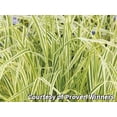 thumbnail image 1 of Overdam Feather Reed Grass - 3 Gallon Grass, 1 of 1