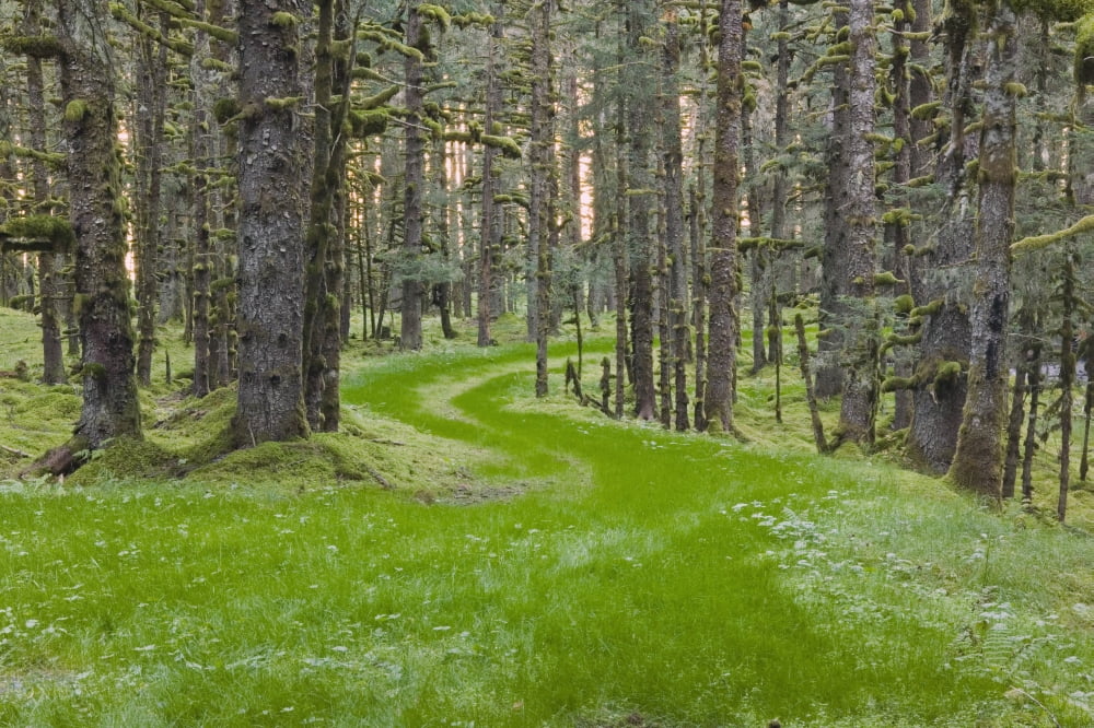 Overgrown Old Road Through Spruce Forest Covered In Moss Kodiak Island Southwest Alaska Autumn Canvas Art - Kevin Smith Design Pics (38 x 24)